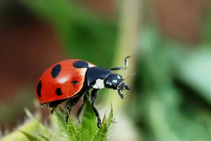 հաջողություն ամուլետ - ladybug